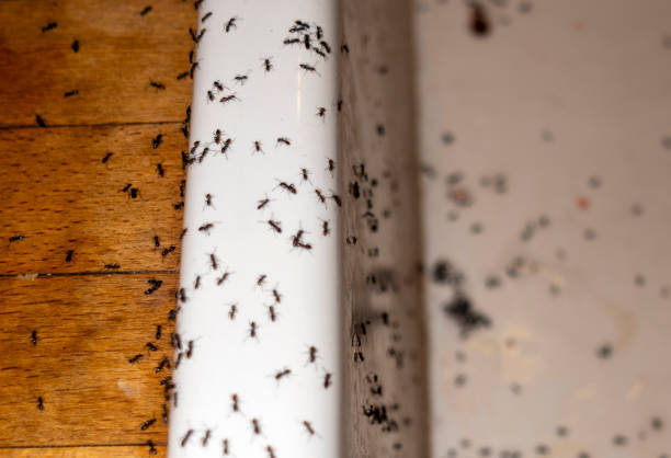 Best Best Pest Control Companies  in Mulgee, OK